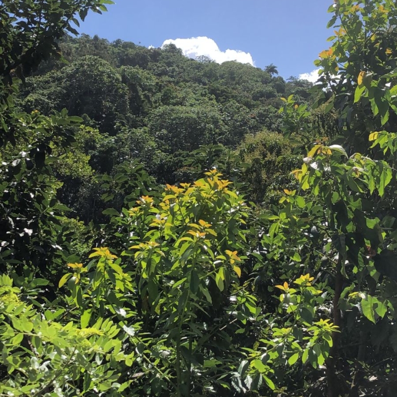Finca en venta en Altamira Puerto Plata con cultivos y agua natural