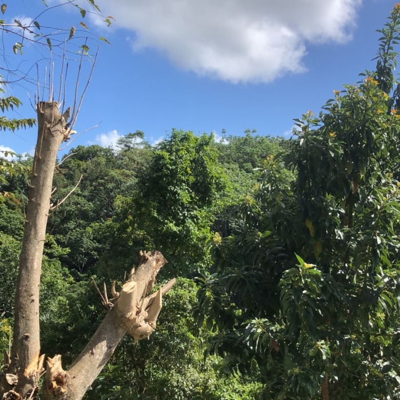 Finca en venta en Altamira Puerto Plata con cultivos y agua natural