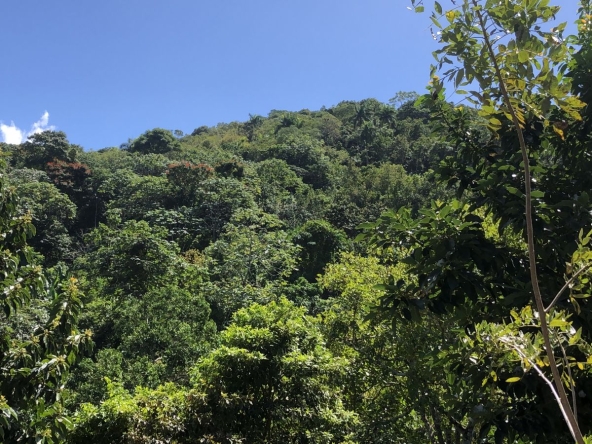 Finca en venta en Altamira Puerto Plata con cultivos y agua natural